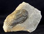 Hollardops mesocristatus (LE MAITRE 1952) - Bild © FossNet FossilienStore